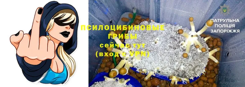 где продают наркотики  Кондрово  Галлюциногенные грибы Psilocybine cubensis 